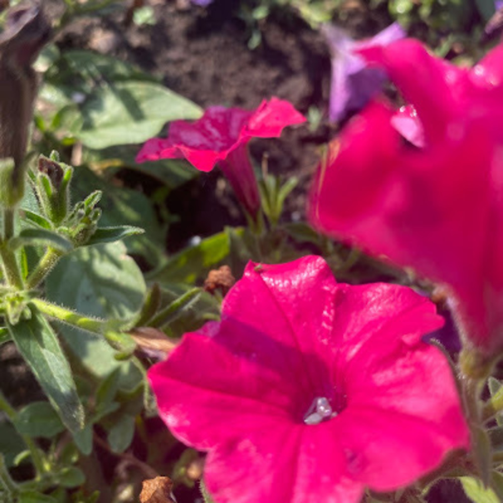 Meet your Posher, Queen